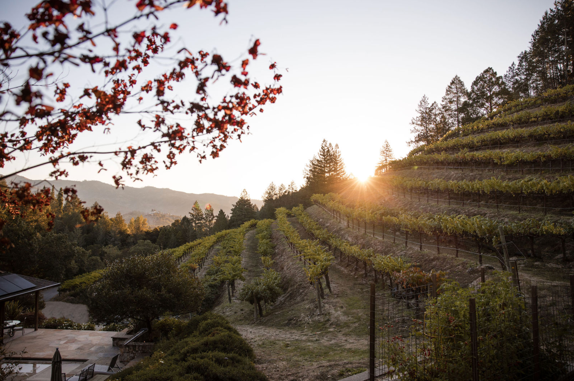 Golden hour on the Diamond Terrace vineyard